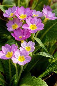 We did not find results for: 12 Best Flowers To Plant For Spring When To Plant Daffodils Tulips Rhododendrons And More