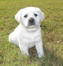 Adorable Lab Pup With Skin In Pure White Labrador Retriever Funny Labrador Retriever Puppies Cute Puppies