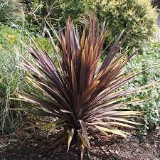 Cordyline Australis Red Sensation Backyard Plants Plants Annual Plants