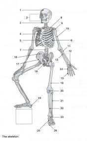 Flat bones can also provide large areas of attachment for muscles. Bones And Muscles Label Jackman Pe