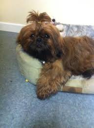 Shih tzu puppies for sale. Gold And Brown Shih Tzu Puppy For Sale Seaham County Durham Pets4homes