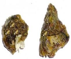 Image result for Gardenia resinifera