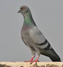 Gambar burung dari biji bijian. Macam Macam Warna Pada Burung Merpati Binatang Peliharaan