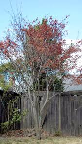Japanese maple trees have few pest or disease issues that require frequent tree service, further adding to their appeal. Why Is My Japanese Maple Dying On One Side