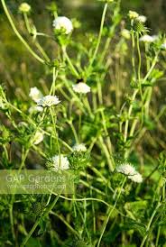 Image result for Scabiosa drakensbergensis