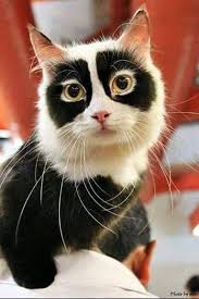 Kedi Sevenler Cat Lovers Topluluk Google Cute Animals Cute Cats Pretty Cats