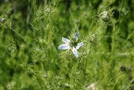 Nigella blooms in the summer with blue, pink or white flowers and have feathery leaves. Nigella Damascena Love In The Mist Ornamental Herb With Finely Dissected Leaves And Pale Blue Flowers Surrounded By A Ring Of Dissected Bracts Stock Photo Picture And Royalty Free Image Image 36820331