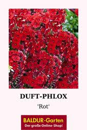 Duft Phlox Rot Top Qualitat Online Kaufen Baldur Garten In 2020 Flammenblume Duft Staudenbeet