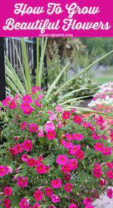 National arboretum's plant breeding efforts. How To Grow Beautiful Flowers Oh My Creative