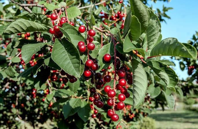 Chokecherry | Description, Tree, Leaves, Fruit, Uses, & Facts | Britannica