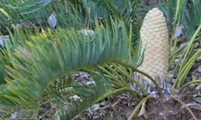 Image result for Canthium inerme