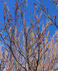 Image result for Bulbostylis hensii