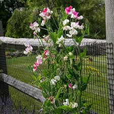 For sweet peas) so make sure your furrow is 1 inch deep. A Beginner S Guide To Growing Sweet Peas White Flower Farm S Blog