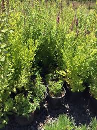 Image result for Spiraea douglasii