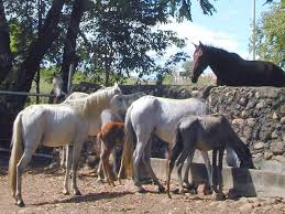 We did not find results for: Instituto Colombiano Agropecuario Ica