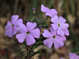 Image result for Jamesbrittenia huillana