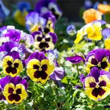 Favourite flowering plants for winter cheer 25 jun, 2021 05:00 pm 6 minutes to read osmanthus pearly gates is highly sought after for its fragrance and mass of flowers. Annual Flowers For Winter Palmers Garden Centre Pansies Flowers Annual Flowers Winter Flowers
