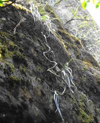 Image result for Aloe rulkensii