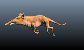 leptictidium shrews 3d obj