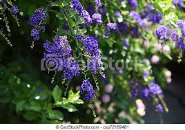 Albero fiori bianchi grappolo : Repens Duranta Fiori Blu Viola Fiore Repens Duranta Tropicale Piccolo Grappoli Fiori Summer Fiori Canstock