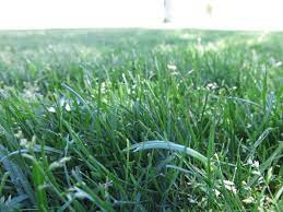 Performance texas bluegrass x kentucky bluegrass cross! Kentucky Bluegrass And Hybrid Bluegrass Aggieturf