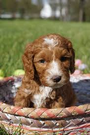 Maybe you would like to learn more about one of these? Red Mini And Medium Australian Labradoodle Puppies Available Australian Labradoodle Australian Labradoodle Puppies Labradoodle