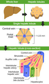 Liver lobule diagram, download this wallpaper for free in hd resolution.liver lobule diagram was posted in may 10, 2016 at 4:32 pm. Liver Concise Medical Knowledge