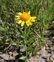 Image result for Pascalia glauca