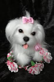 Free puppies and puppies for adoption on here come from world reknown breeders that are looking for homes that would adopt these puppies for free, be sure to scroll through our listings for free. Realistic Soft Plush Toy Dog Maltese Puppy Interior Toy For Order Plush Dog Toys Maltese Puppy Puppies