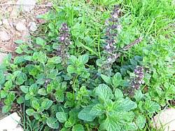 Image result for Clinopodium uhligii