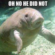 If you've used the internet for more than a few days, you've probably seen a meme. Calming Manatee Memes Popsugar Tech