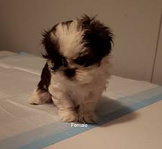 Puppies will be vet checked dewormed and first shots. Shih Tzu Puppies For Sale In Lindside West Virginia