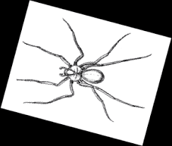 Brown recluse spiders are venomous and controlled with regular pest control services. Brown Recluse Cook S Pest Control