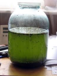 Pure Absinthe Made At Home English Russia Absinthe Absinthe Recipe Liqueurs Recipes