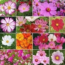 How To Grow And Care For Colorful Cosmos Flowers Gardener S Path