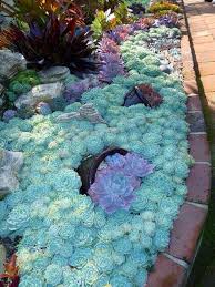 Pin By Silvia Pouwels On Garden Succulent Garden Design Succulents Plants