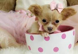 Chihuahuas For Sale Teacup Chihuahua Dogs Chihuahua Puppies Teacup Chihuahua Puppies Puppies