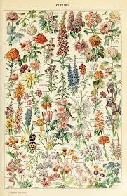 Mini zozi vintage botanical wall art prints set 5x7 inch 9pcs cottagecore decor aesthetic gifts floral flower art pictures & mushroom decor & cactus decor& psychedelic plant print posters in room. Botanical Poster Digital Prints Art Collectibles Kromasol Com