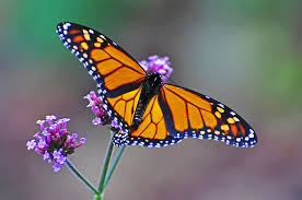 Using a professional fly control service is the most effective way to guarantee the complete removal of flies from your business. 7 Poisonous Insects And Spiders You Never Want To Meet Or Eat Loyola University Maryland