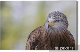 Vögel des ackerlands im sturzflug. Leinwandbild Roter Milan Pixers Wir Leben Um Zu Verandern