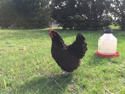 Maybe you would like to learn more about one of these? 2017 Black Australorp Breeding Plan Farmstead Chickens
