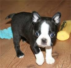 Sar has tied up with more than 125,000+ pet care centers to serve you better. Boston Terrier Puppies Google Images Boston Terrier Puppy Miniature Boston Terrier Terrier Puppies