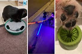 Whether you put your pet on a blanket, phone case, coffee mug, towel, or car decal, you and your pet will absolutely love and treasure it forever. 17 Dog Products Our Readers Say Are The Best
