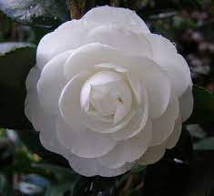 Posts About White Sasanqua Camellias On Tikorangi The Jury Garden Pansies Flowers Plants Amazing Flowers