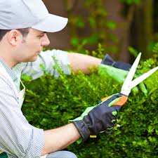 Le cesu (chèque emploi service universel) couvre 2 dispositifs : Comment Utiliser Les Cheques Emploi Service