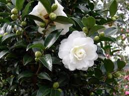 Camellia Hiemalis Green S99 006 October Magic Bride Pp 20539 Camellia Plant Foundation Planting Plants