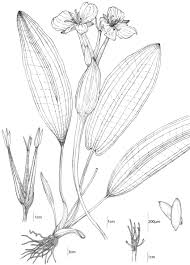 Image result for Ottelia