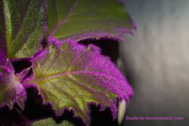 Plants with purple leaves are a boon in summer when their dramatically dark foliage works hard to provide a striking contrast with bright flowers. Purple Passion Plant Purple Passion Vine Velvet Plant Gynura Aurantiaca