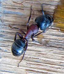 Carpenter ants are very common in minnesota. Carpenter Ants Marching One By One The Adirondack Almanack