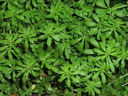 Image result for Galium stenophyllum